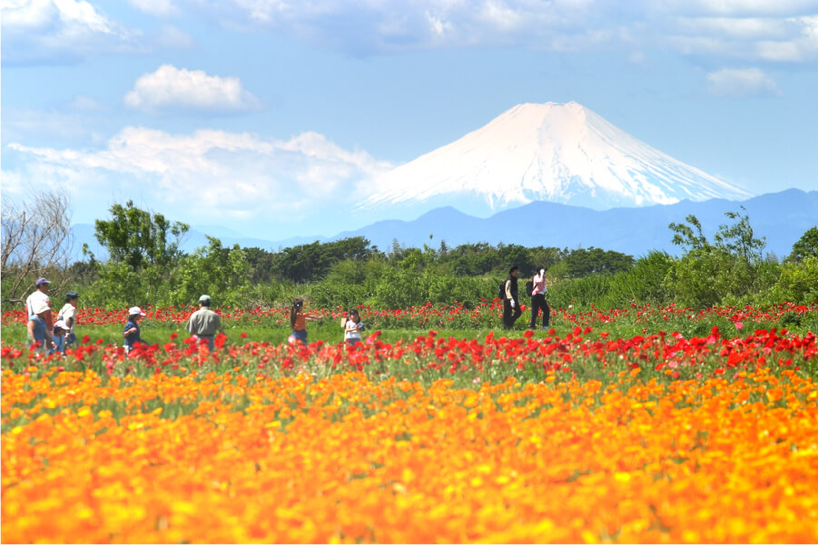 こうのす花まつり写真